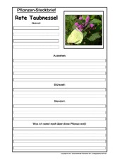 Pflanzensteckbrief-Rote-Taubnessel.pdf